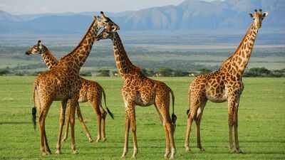 Representative image In the early 1980s, poaching wiped out all wildlife in this Ugandan reserve, now 12 giraffes are being brought back to save them from oil drilling