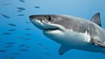 Great white sharks (Representative image) In 2023, Tropical Storm Hilary struck Southern California; 22 juvenile great white sharks abandoned their San Diego nursery and returned after conditions improved