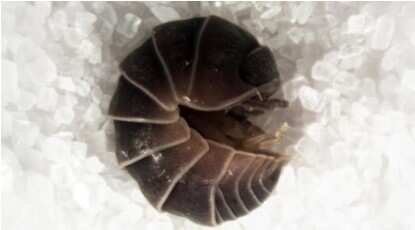 Habitus of isopods collected in Eliad