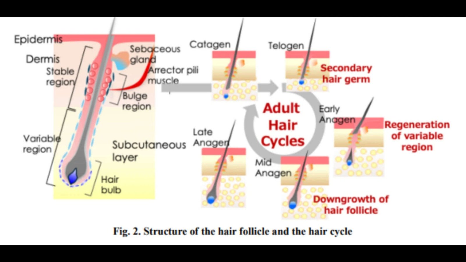 hair follicle growth cycle