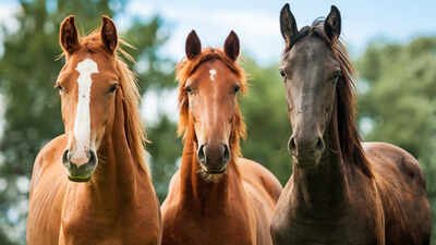 When eyeing a predator, horses keep a poker face as their hearts race Scientists showed horses silent videos of wolves and found their hearts raced even when they showed no obvious fear, raising new questions for riders and handlers