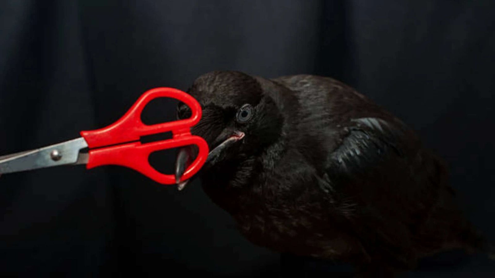 How do crows show their grudges?