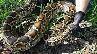 Image credit: Florida Phyton Challenge website When a district in Florida's Everglades used robot rabbits to eliminate its ever-growing population of Burmese pythons