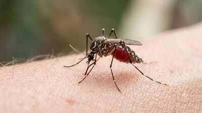 Human blood is becoming a preferred choice for mosquitoes, and scientists think Brazil’s disappearing forests may be the reason