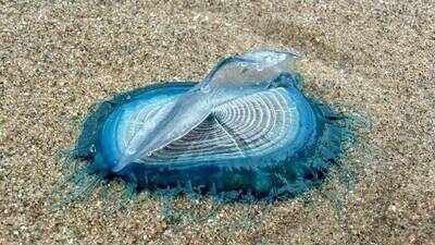 Hundreds of exotic 'by-the-wind sailors' wash up on an England beach after strong westerly winds; experts warn beachgoers not to touch them (Photo: Louise Nicholson) Hundreds of exotic 'by-the-wind sailors' wash up on an England beach after strong westerly winds; experts warn beachgoers not to touch them