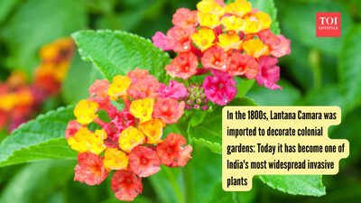 Lantana Camara (Photo: Canva) In the 1800s, Lantana Camara was imported to decorate colonial gardens: Today it has become one of India's most widespread invasive plants