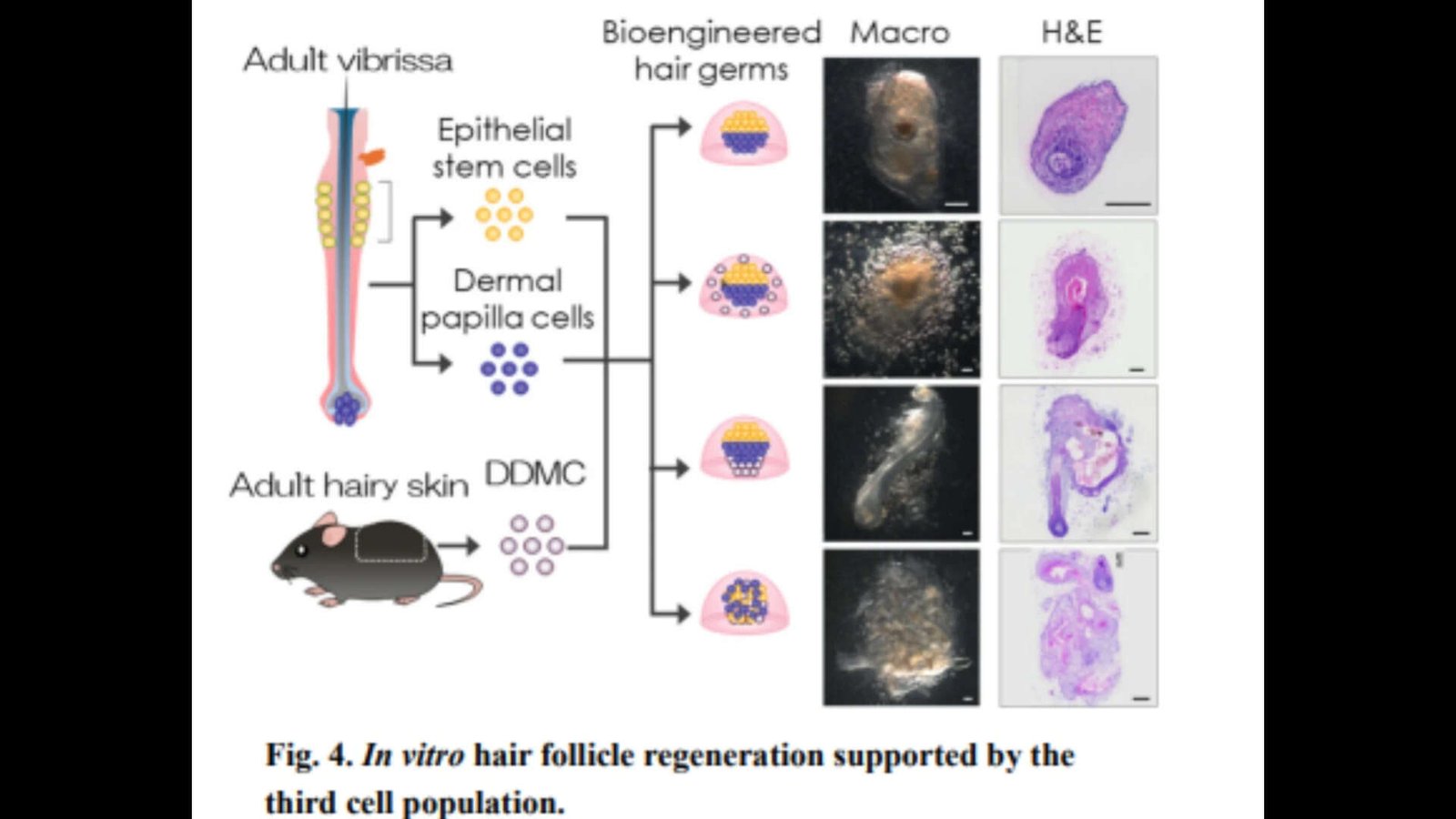 in vitro hair follicle regeneration