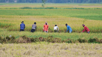 S&P Global Ratings said inadequate rainfall could reduce crop yields and directly affect farmers' earnings (File photo) Weak rains could dent farm incomes, consumption and inflation outlook: S&P