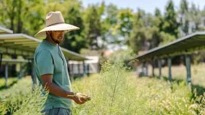 Image Credit: LinkedIn/ @Byron Kominek A Colorado farm is growing crops under solar panels, using shade to protect plants from heat while generating clean power and extra income