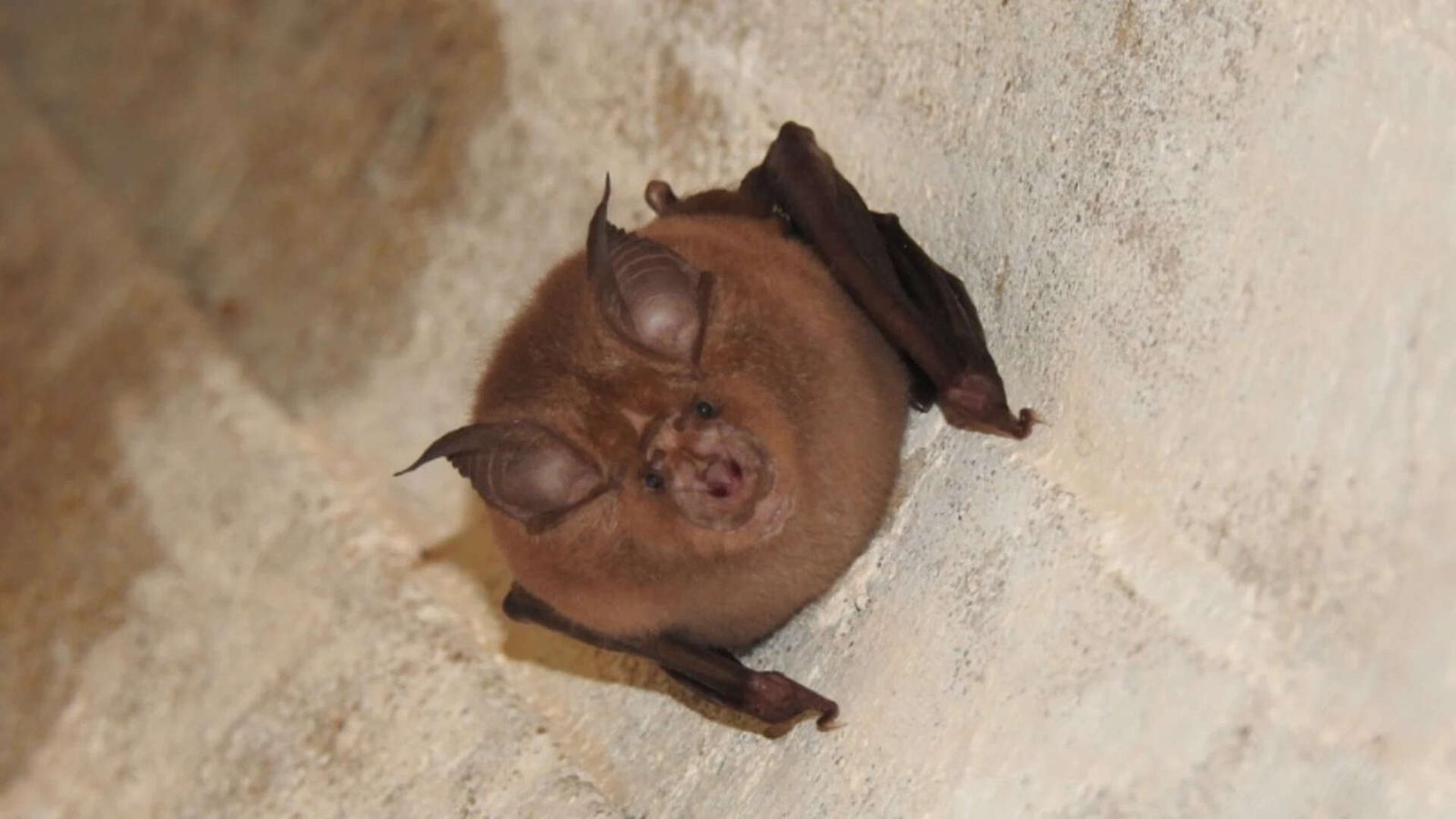 Japanese Greater Horseshoe Bat  (Picture source: I Naturalist)