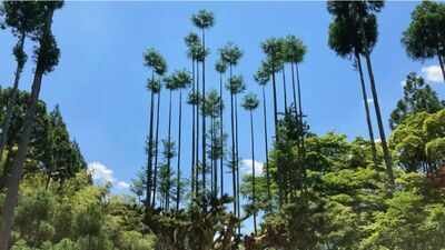 Japan's 600-year-old Daisugi forestry method lets a single tree produce timber for centuries without being cut down