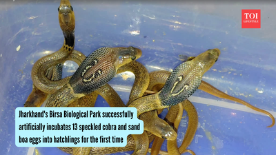 Speckled Cobra hatlings (Photo: ETv Bharat) Jharkhand's Birsa Biological Park successfully hatches 13 speckled cobra and sand boa eggs through artificial incubation for the first time