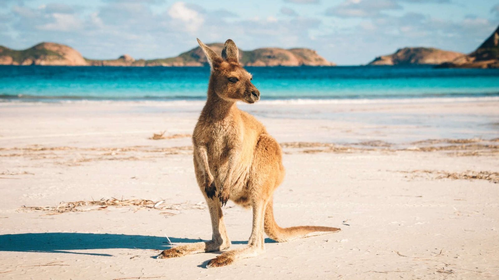 Kangaroo