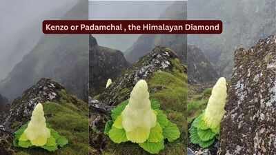 Kenzo or Padamchal , the Himalayan Diamond Taller than humans, blooming once in seven years: Meet the rare Himalayan ‘Diamond’ flower that defies nature