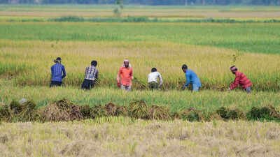 File photo Kharif acreage falls 16%, but ethanol effect boosts sugarcane