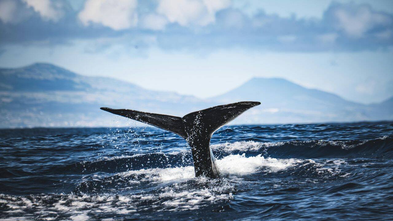 Killer Whale