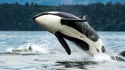 California is weighing state endangered-species protections for southern resident killer whales, a population of just over 70 animals threatened by noise, pollution and falling salmon prey