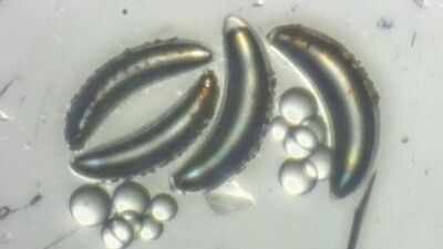 Photo credit: Dr. Philip Matthews Scientists thought insects could never survive the deep ocean because their air-filled bodies would implode, but lake fly larvae in Africa's Lake Malawi are proving them wrong