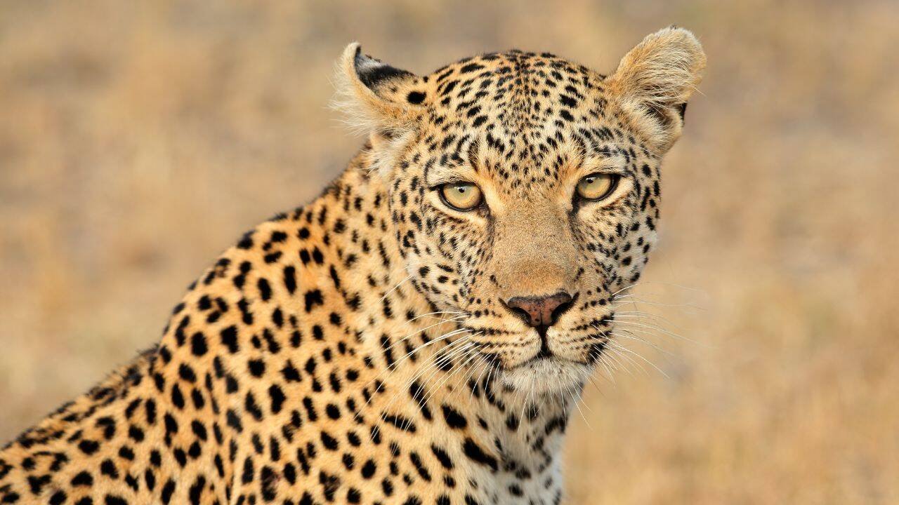 Leopard (Representative image)