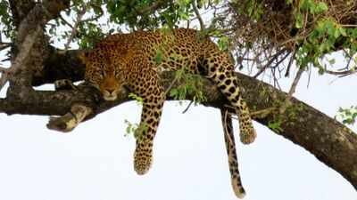 Representative image Only about 354 West African leopards remain. Their numbers are finally rising in one park, but scientists found a worrying gap