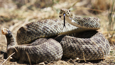 Representational image Man bitten by rattlesnake in California required 54 vials of antivenom to survive