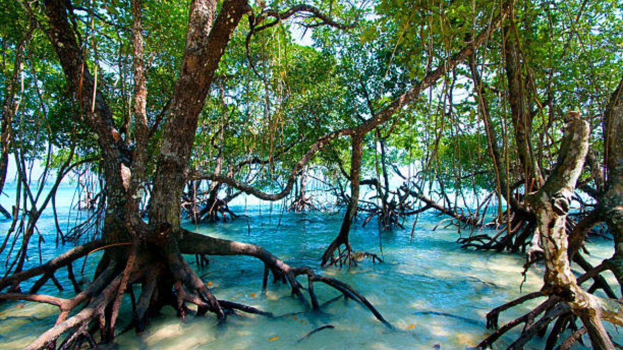 Mangrove plantation and improved biodiversity<br><br>