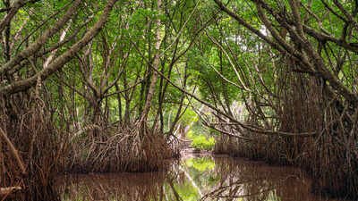 Mangroves-A forest that would not vanish across the globe Scientists tracked the world’s mangroves from the 1980s to 2023 and found natural regrowth has quietly reversed decades of decline