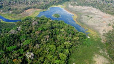 Maya Biosphere Reserve covers about 2.1 million hectares in Guatemala's northern PetEn province Logging usually destroys rainforests, but this Guatemala system is producing the opposite result