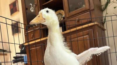 Meet Rudy: A smart duckling who aided her own rescue in a Brooklyn park by chasing humans every day