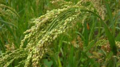Representative image Aboriginal people harvested channel millet for thousands of years, and scientists have now found the native grass carries 12 copies of each chromosome