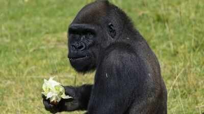 Image Credit: San Diego Zoo Wildlife Alliance A 12-year-old gorilla at San Diego Zoo Safari Park underwent what may be the world’s first skull surgery of its kind after doctors found an infection in the bone behind his ear