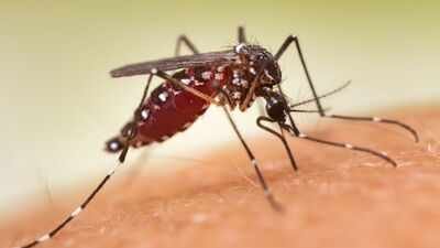 Representative image Wealthy US neighbourhoods paid to spray mosquitoes: By 2023, the insects had evolved resistance across 84% of sampled blocks and know what they became capable of