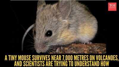 This tiny mouse  survives 7,000 metres on volcanoe where no mammal can stay alive:  Scientists are investigating one of nature's greatest mysteries