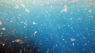 Representative image Tiny plastics in drinking water may help harmful bacteria form stronger biofilms that resist disinfectants, raising new concerns for water treatment systems
