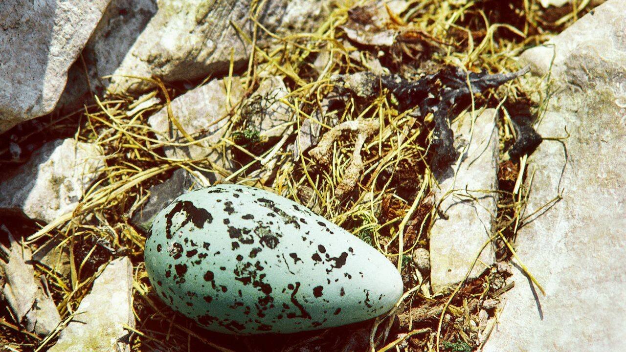 Nature is filled with eggs in different colours