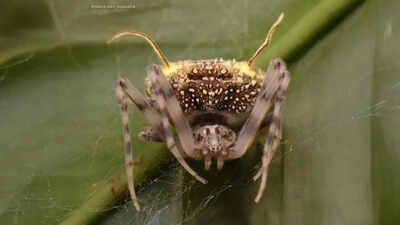 A new species of spider from the Ecuadorian Amazon: Taczanowskia waska. Credit: David Diaz-Guevarra Scientists found a spider in the Amazon that looks like a parasitic fungus so perfectly they first mistook it for a mushroom