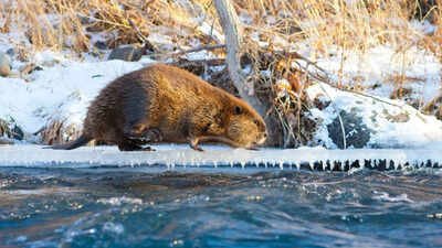 Climate change is making Beavers expand into Canada's Arctic, where their dams are changing the landscape
