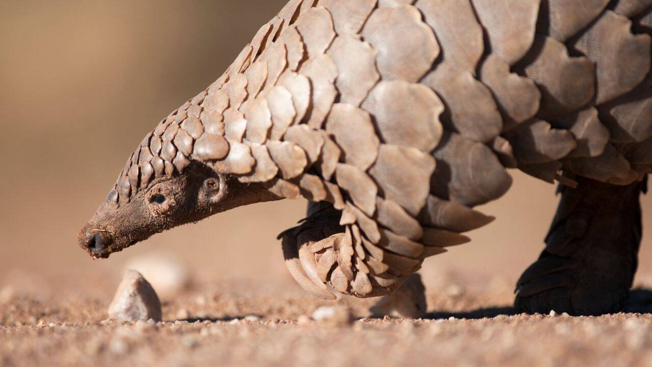 Pangolin (representative image)