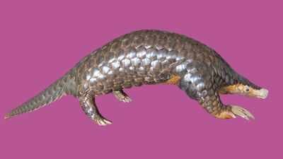 Manus aurita's museum specimen. Photocredit: Narayan Koju. Scientists studied pangolin DNA from seven countries and rediscovered a Himalayan species that had been overlooked since 1836
