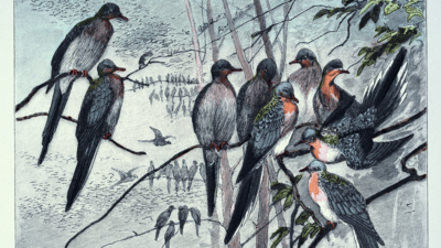 There was a time when passenger pigeons were so numerous that their flocks darkened the skies for hours. People believed a bird found in such unimaginable numbers could never disappear. In 1914, the passenger pigeon disappeared after once filling North American skies, becoming one of history’s greatest wildlife losses