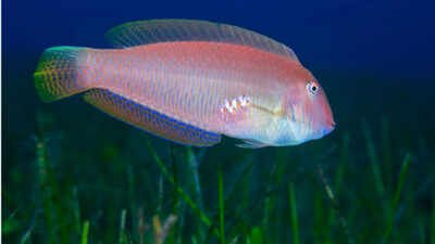 Pearly razorfish begin life as females before some naturally transition into males.- National Geographic photo These fish are born female and later become male; heavy fishing may be changing them at the molecular level
