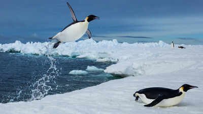 Prey accessibility, not abundance, may shape predator behavior in penguins Scientists tracked more than 6,000 penguin dives beneath Antarctic sea ice and found that prey may become harder to reach, even when it has not disappeared