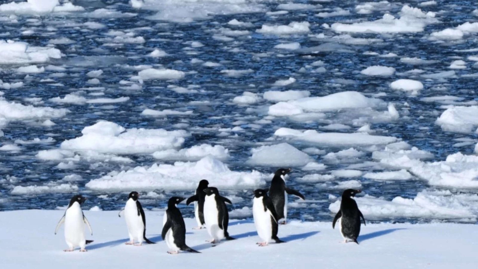 Penguins stand on a block of floating ice at Yalour Islands (AP file photo)