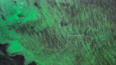People may not need to touch Florida’s toxic algae blooms to be exposed; scientists found their toxins travelling through the air