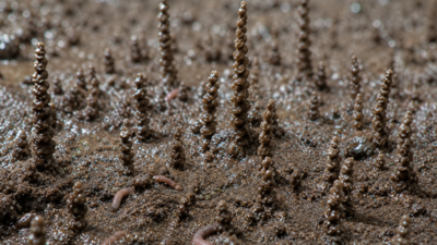 Image: AI Generated Physicists reveal why these tiny worms stack their poop into delicate towers that seem to defy gravity