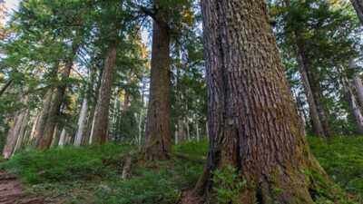 Why tall and short trees can thrive side by side in ancient forests, according to science