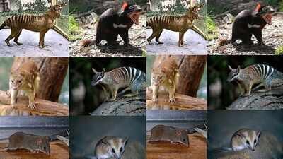 Previously known members of Australian carnivorous marsupials (Dasyuromorphs)/ Image Credit: Wikipedia Scientists found tiny fossil jaws in Queensland that push the origin of Australia’s carnivorous marsupials back 23 million years and reveal a hidden rainforest past