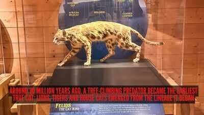 Image Credit: Facebook/ @Ark Encounter Around 30 million years ago, a tree-climbing predator became the earliest true cat; lions, tigers and house cats emerged from the lineage it began