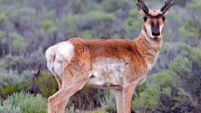 Source: Wikipedia Scientists fitted 75 pronghorns, the fastest land animal in the Americas, with GPS collars in 2024 and the animals have been sending back data ever since, telling a story that is ...