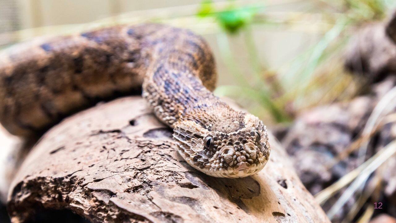Puff adder